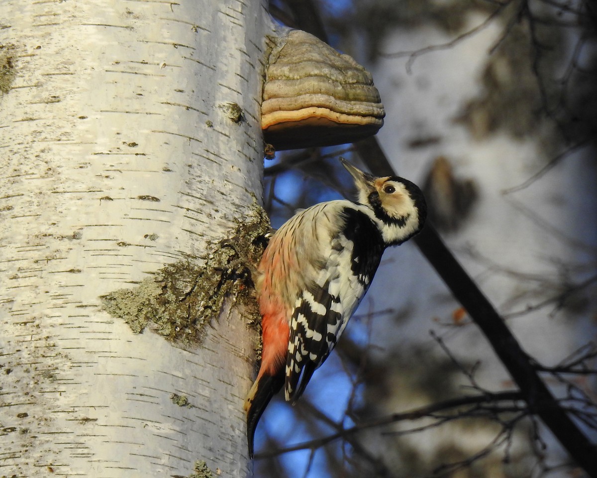 White-backed Woodpecker - Scott Young