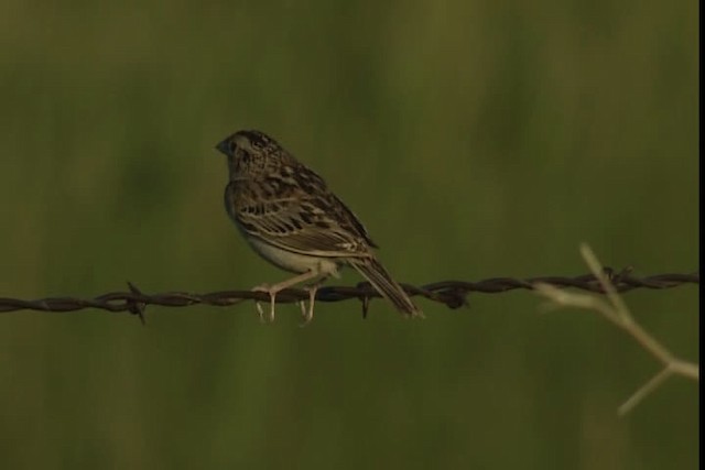 Grasshopper Sparrow - ML405306