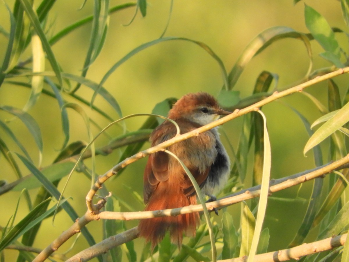 Yellow-chinned Spinetail - ML405306611