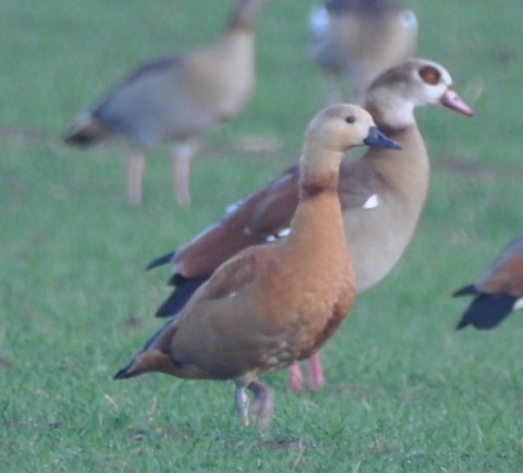 Egyptian Goose - British Waterfowl Association Species account for the  Egyptian Goose, Alopochen aegyptiaca.