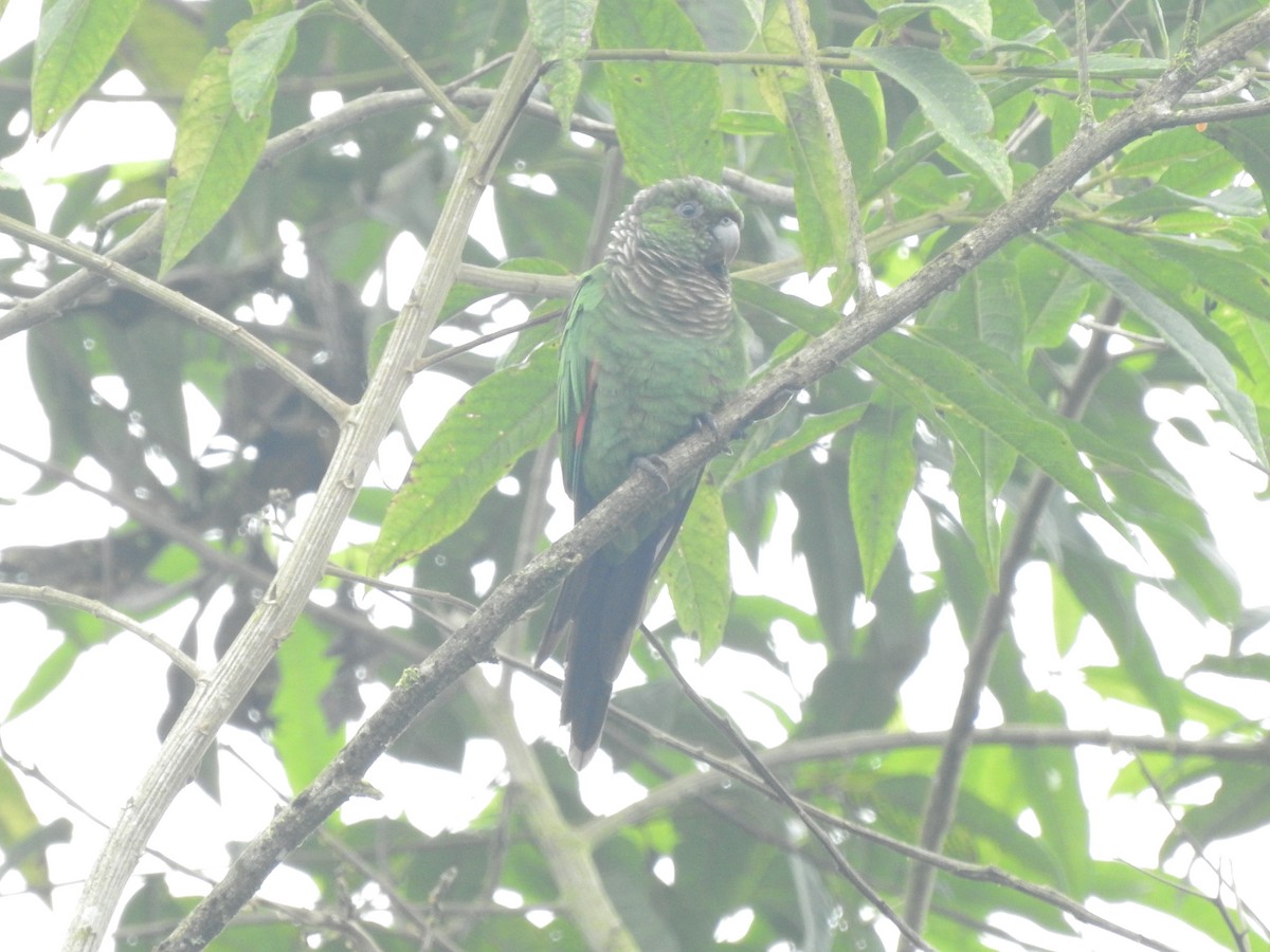 Maroon-tailed Parakeet - Juan Carlos🦉 Crespo