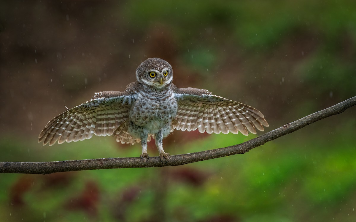 Spotted Owlet - Sharang Satish