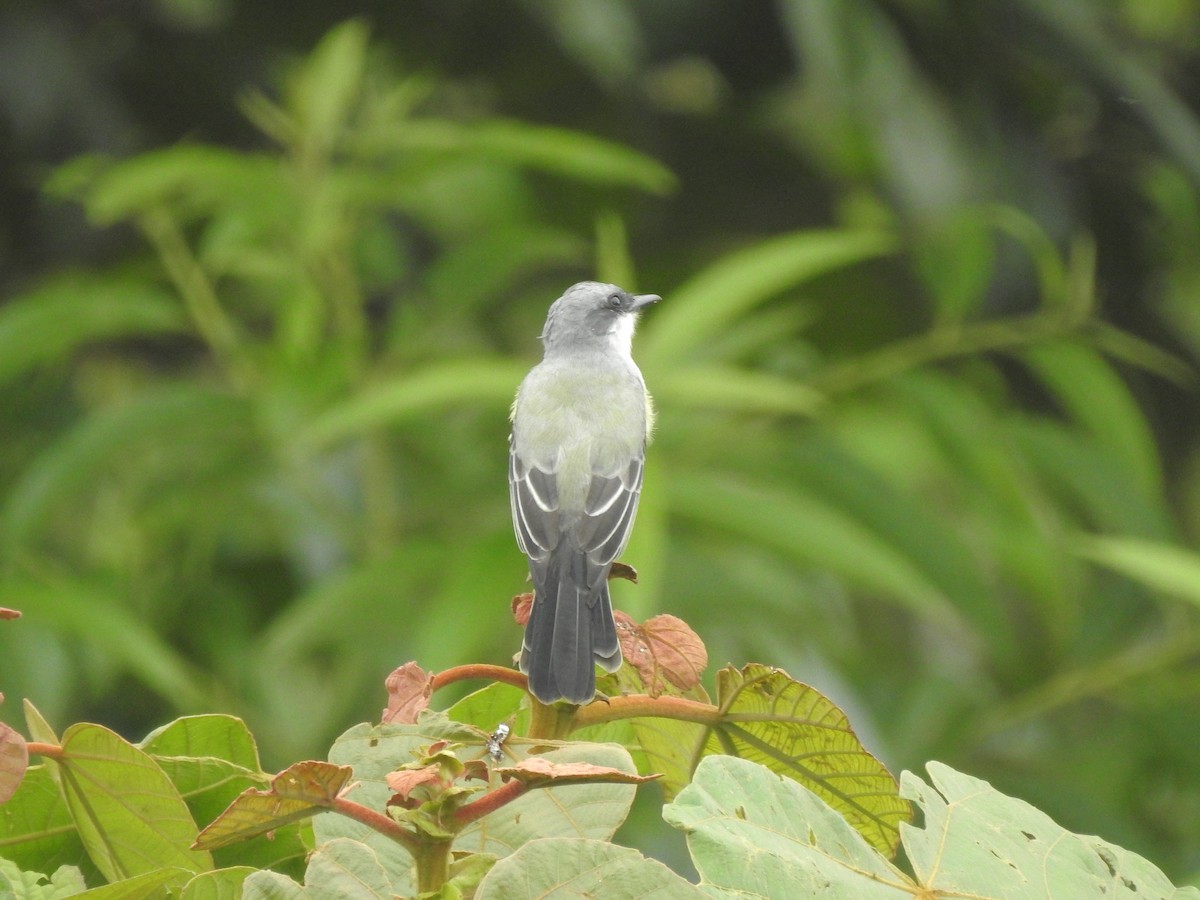 Snowy-throated Kingbird - Juan Carlos🦉 Crespo