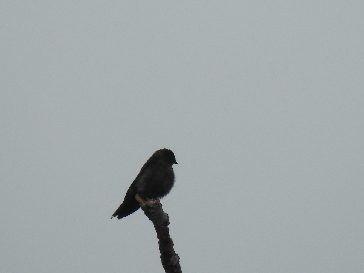 White-thighed Swallow - ML405316631