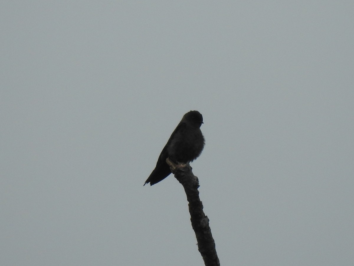 White-thighed Swallow - ML405316641