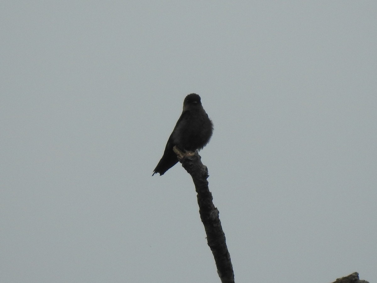 White-thighed Swallow - ML405316651