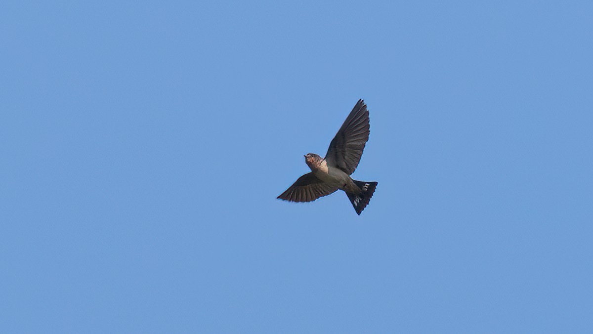 Red-throated Swallow - ML405325751
