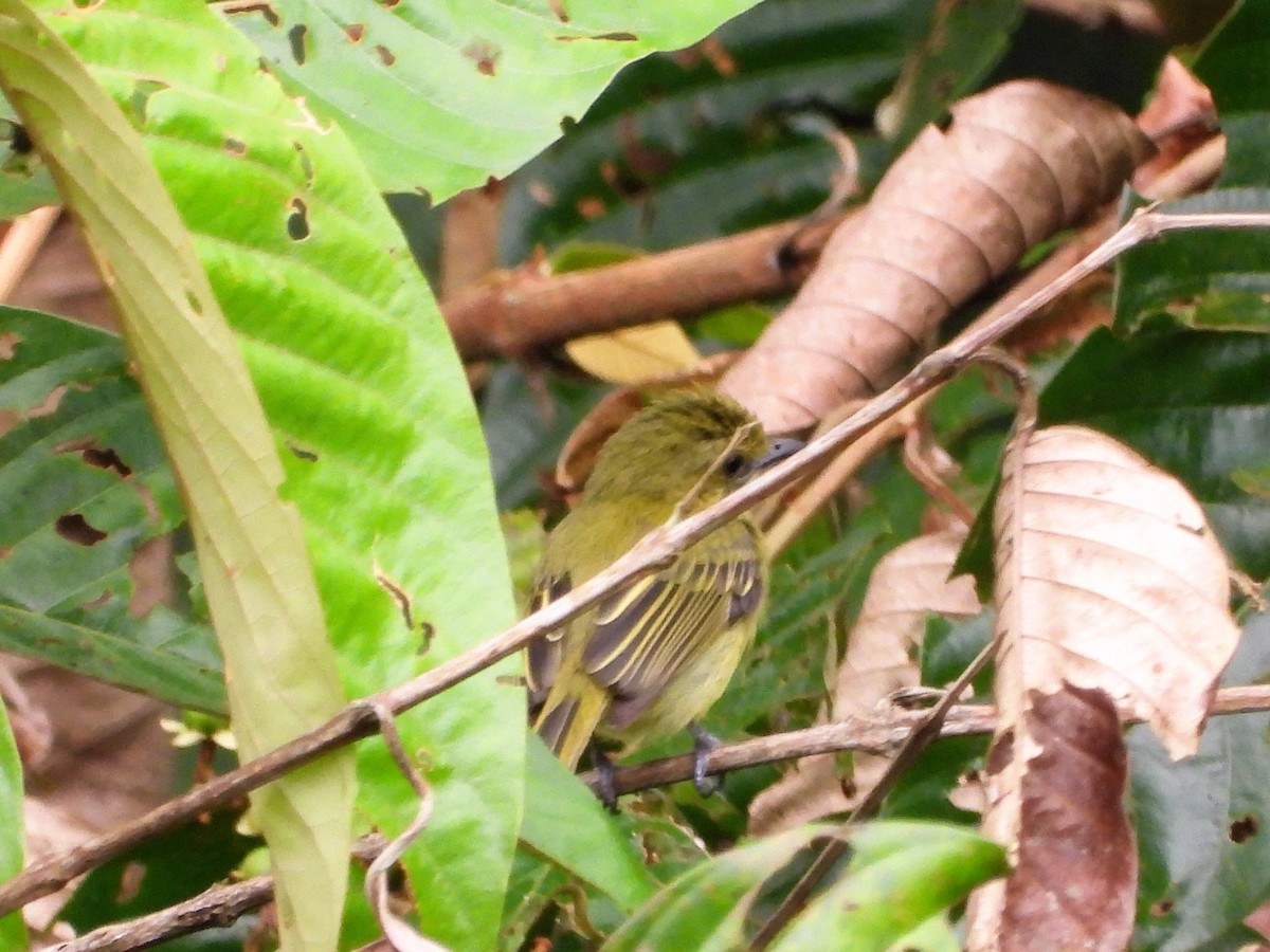 Olive-faced Flatbill - ML405330071