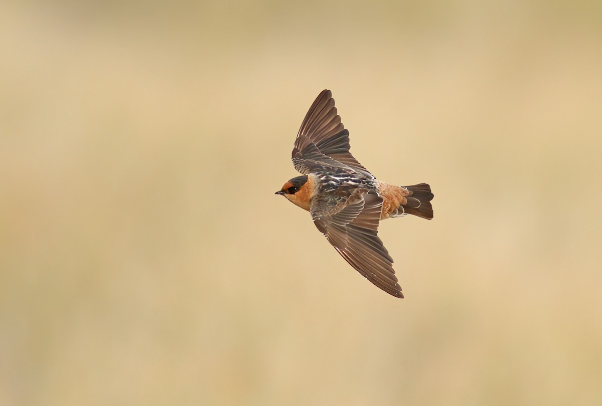 Cave Swallow (Texas) - ML405330361