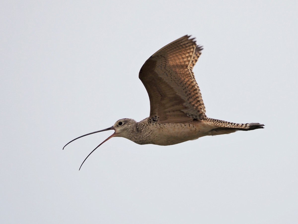 Long-billed Curlew - ML405332701