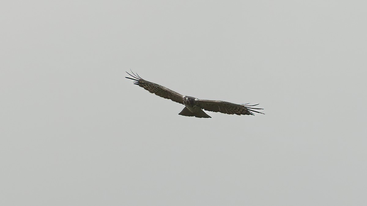 Ayres's Hawk-Eagle - Markus Craig
