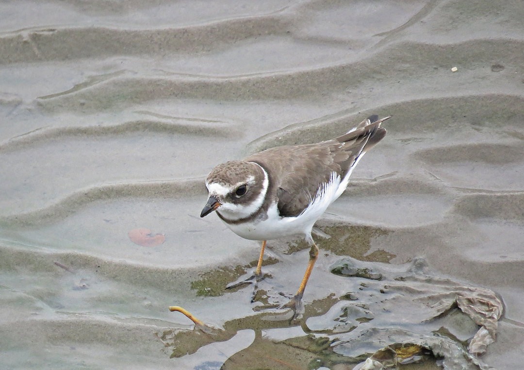 Semipalmated Plover - ML405337881