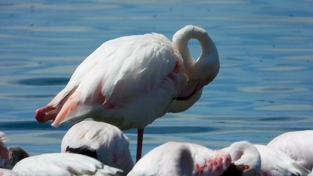 Greater Flamingo - ML405342131
