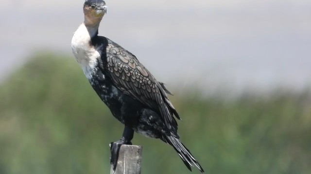 Great Cormorant (White-breasted) - ML405342341