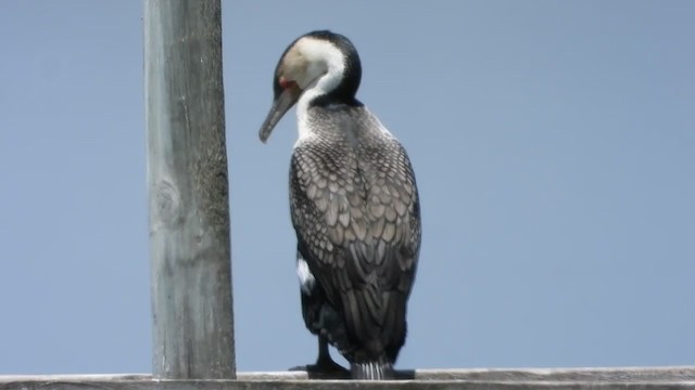 Great Cormorant (White-breasted) - ML405342351