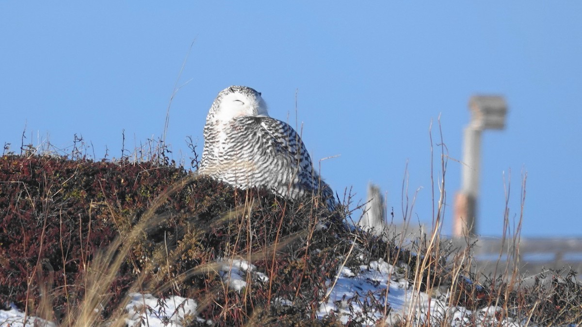 Snowy Owl - ML405342491