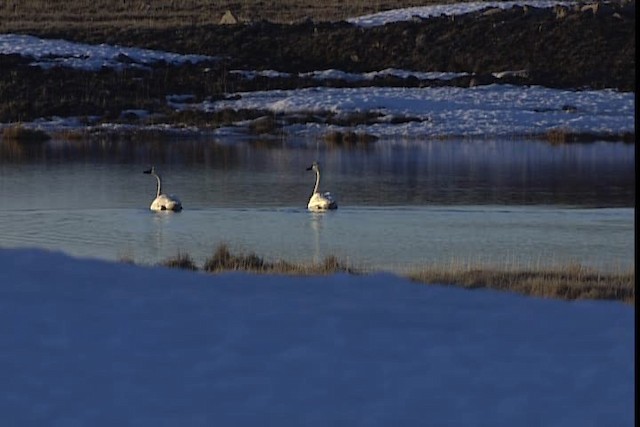 Tundra Swan (Whistling) - ML405344