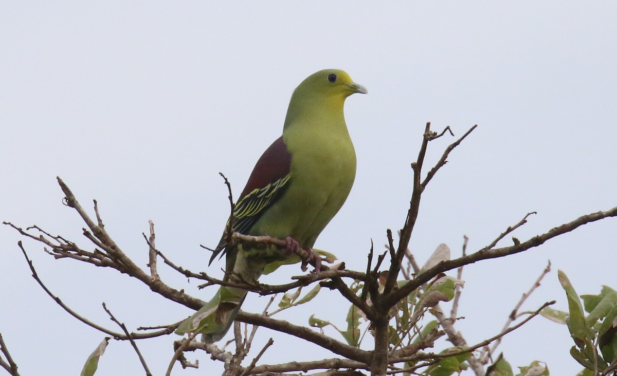 Sri Lanka Green-Pigeon - Jeffrey Anderson