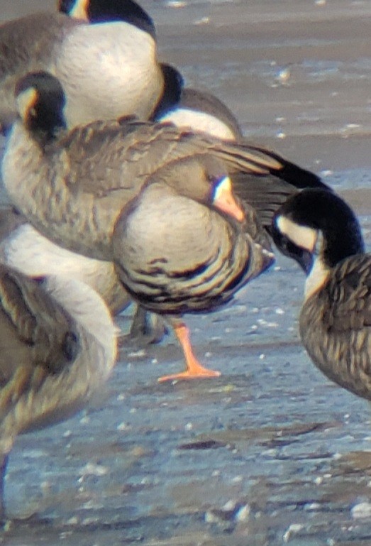 Greater White-fronted Goose - ML405345981