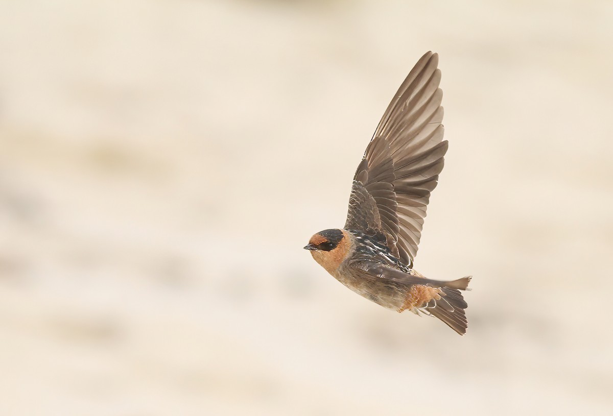 Cave Swallow (Texas) - ML405349931