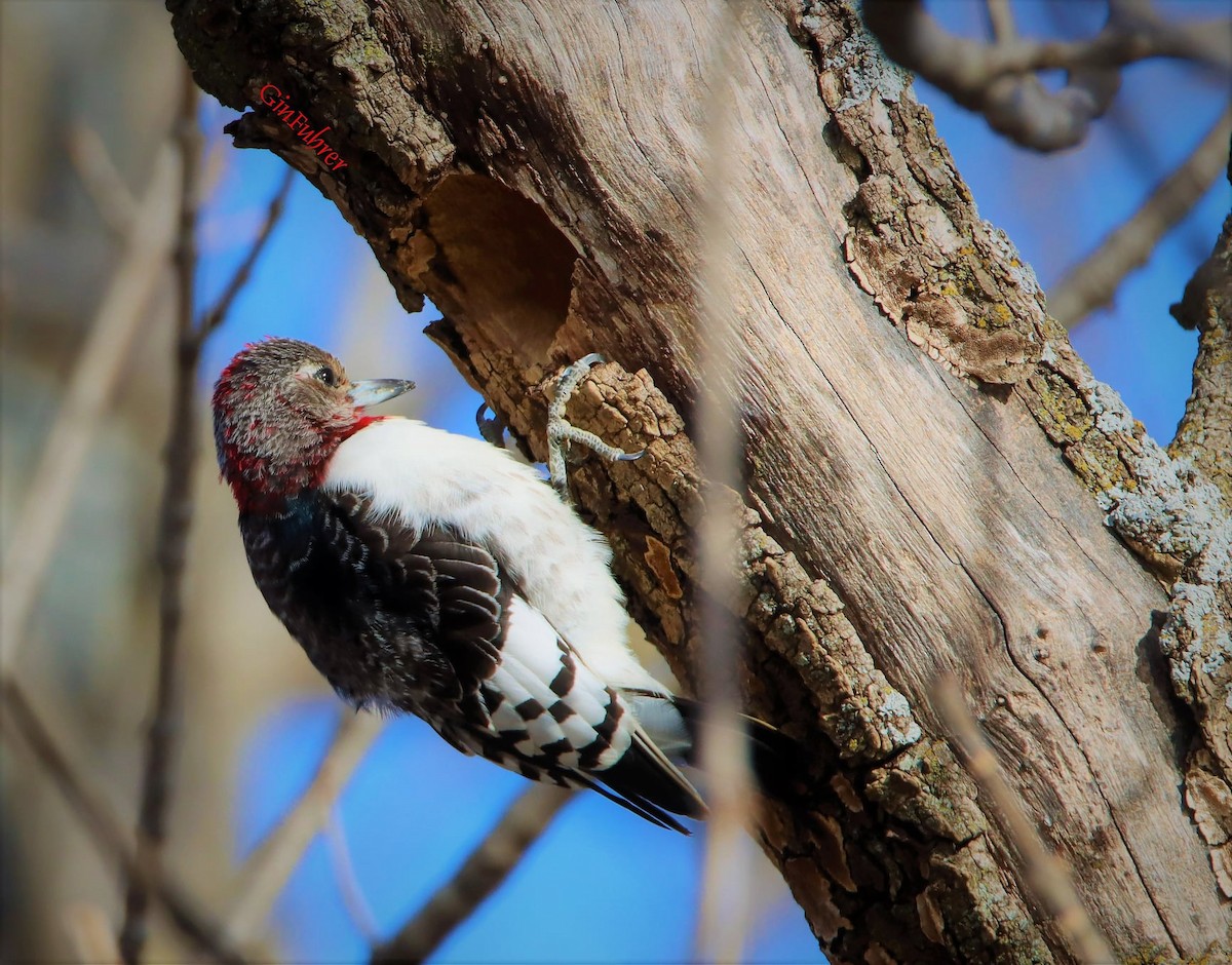 Red-headed Woodpecker - ML405355301