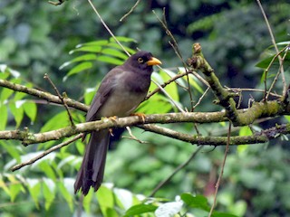 チャイロカケス - eBird
