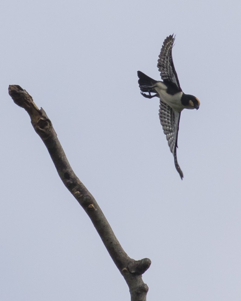 White-fronted Falconet - ML40535861