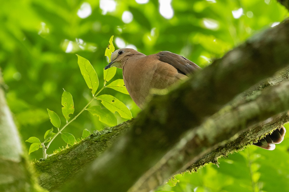 Gray-fronted Dove - ML405362331