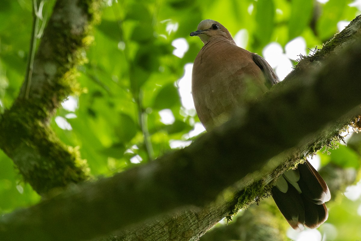 Gray-fronted Dove - ML405362461
