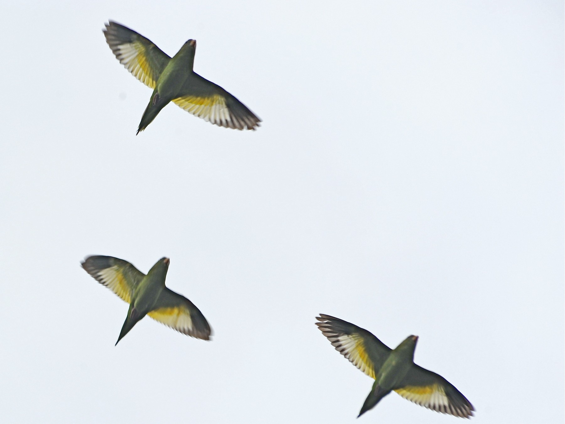 White hot sale winged parakeet