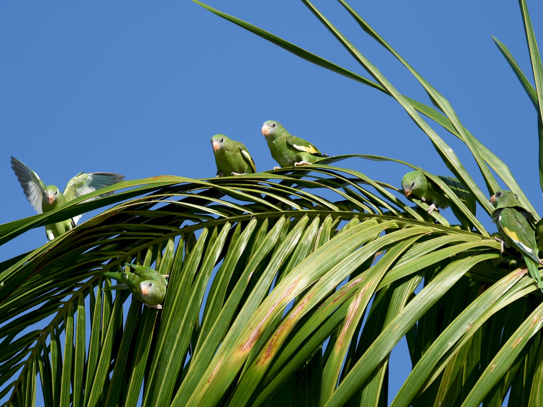 White 2024 winged parakeet