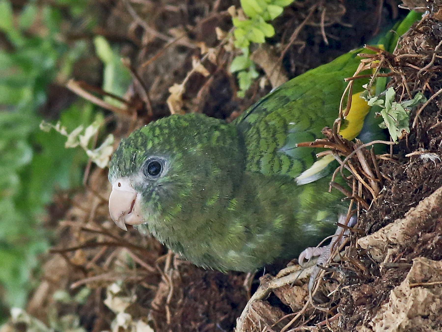 White-winged Parakeet - William Keim