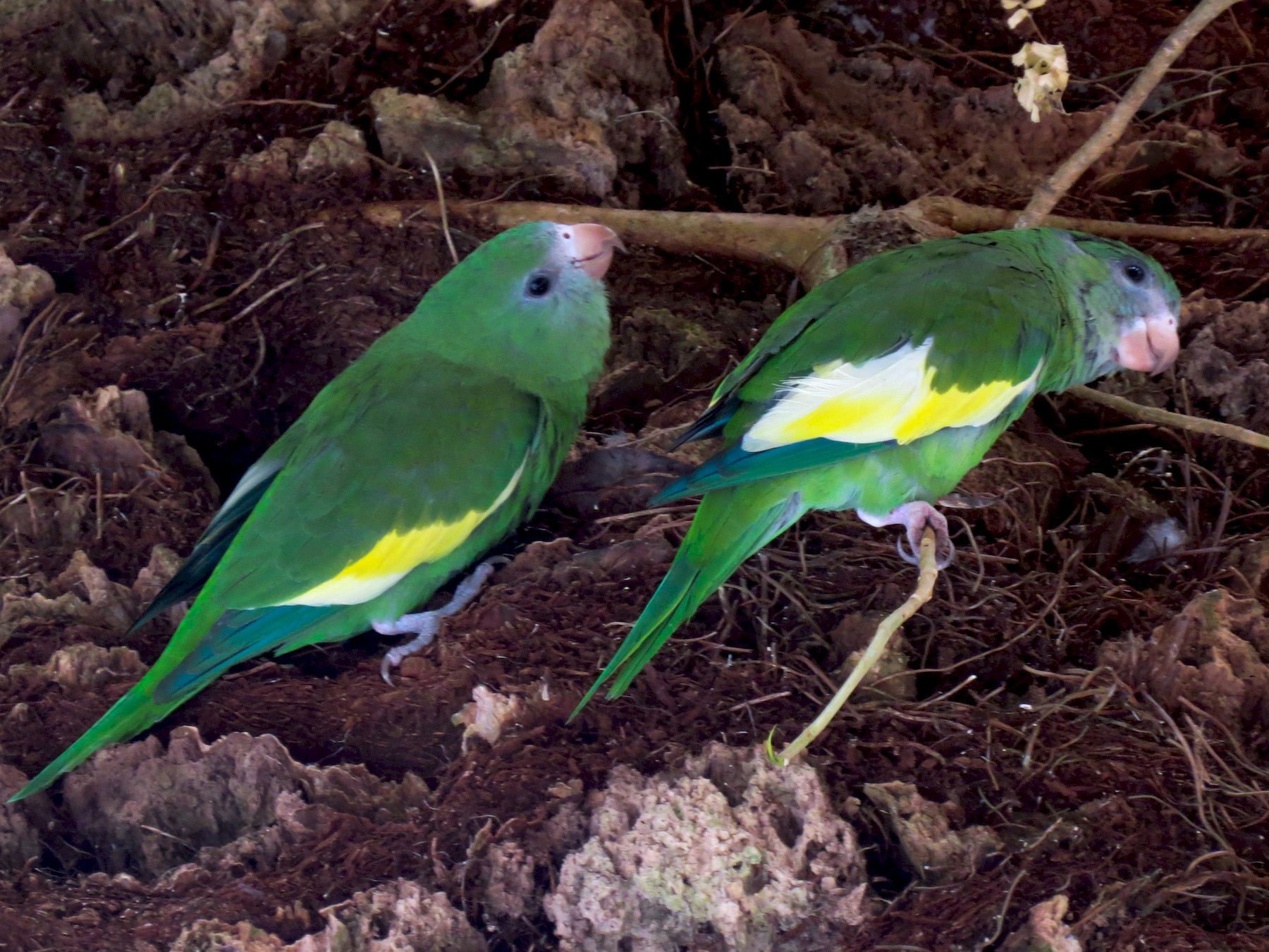 White-winged Parakeet - Scott Sneed