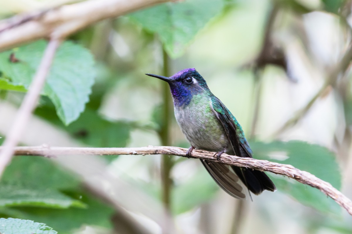 Violet-headed Hummingbird - Bob Friedrichs