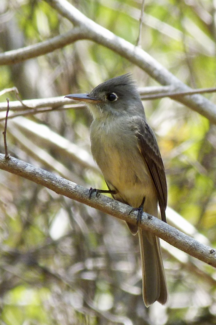 Cuban Pewee - Louise Courtemanche 🦅