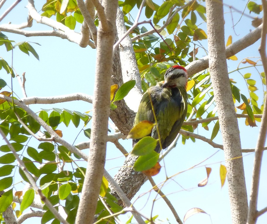 Cuban Green Woodpecker - ML405372611