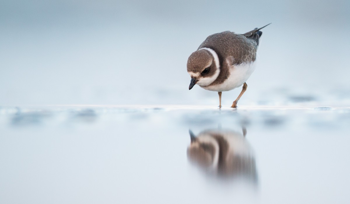 Semipalmated Plover - ML40537291