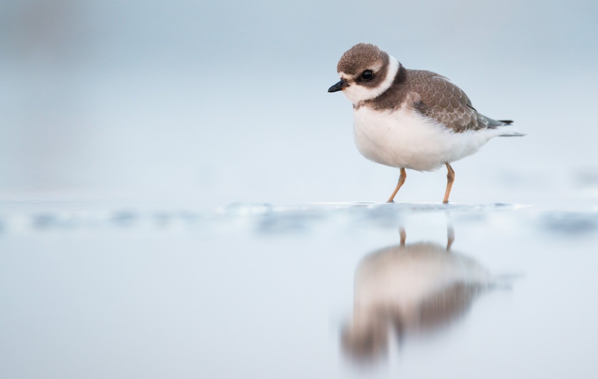 Semipalmated Plover - ML40537301