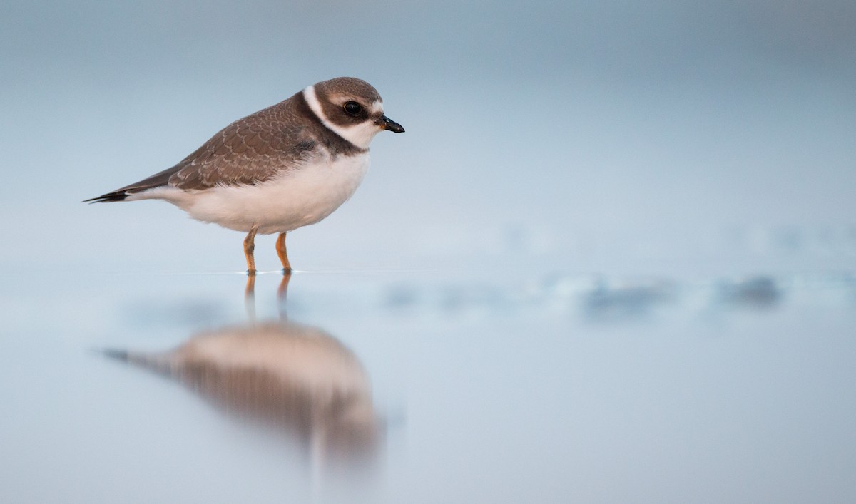 Semipalmated Plover - ML40537311