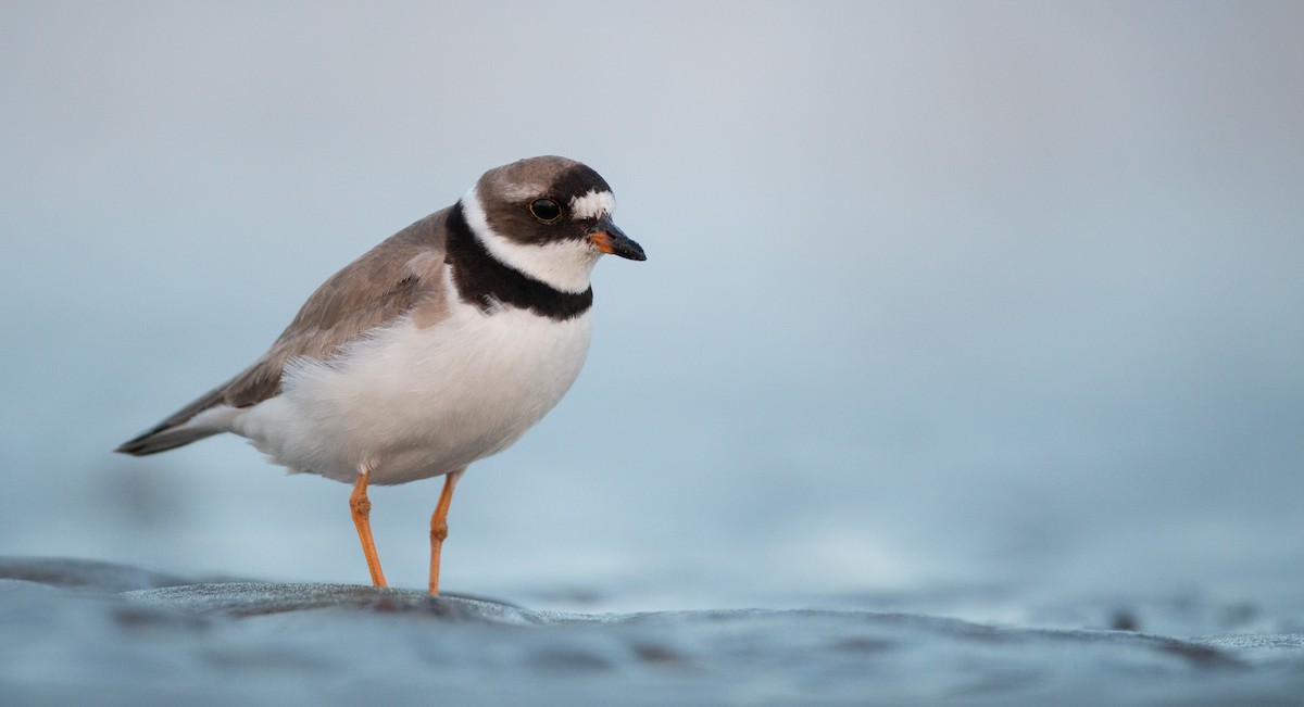 Semipalmated Plover - ML40537331