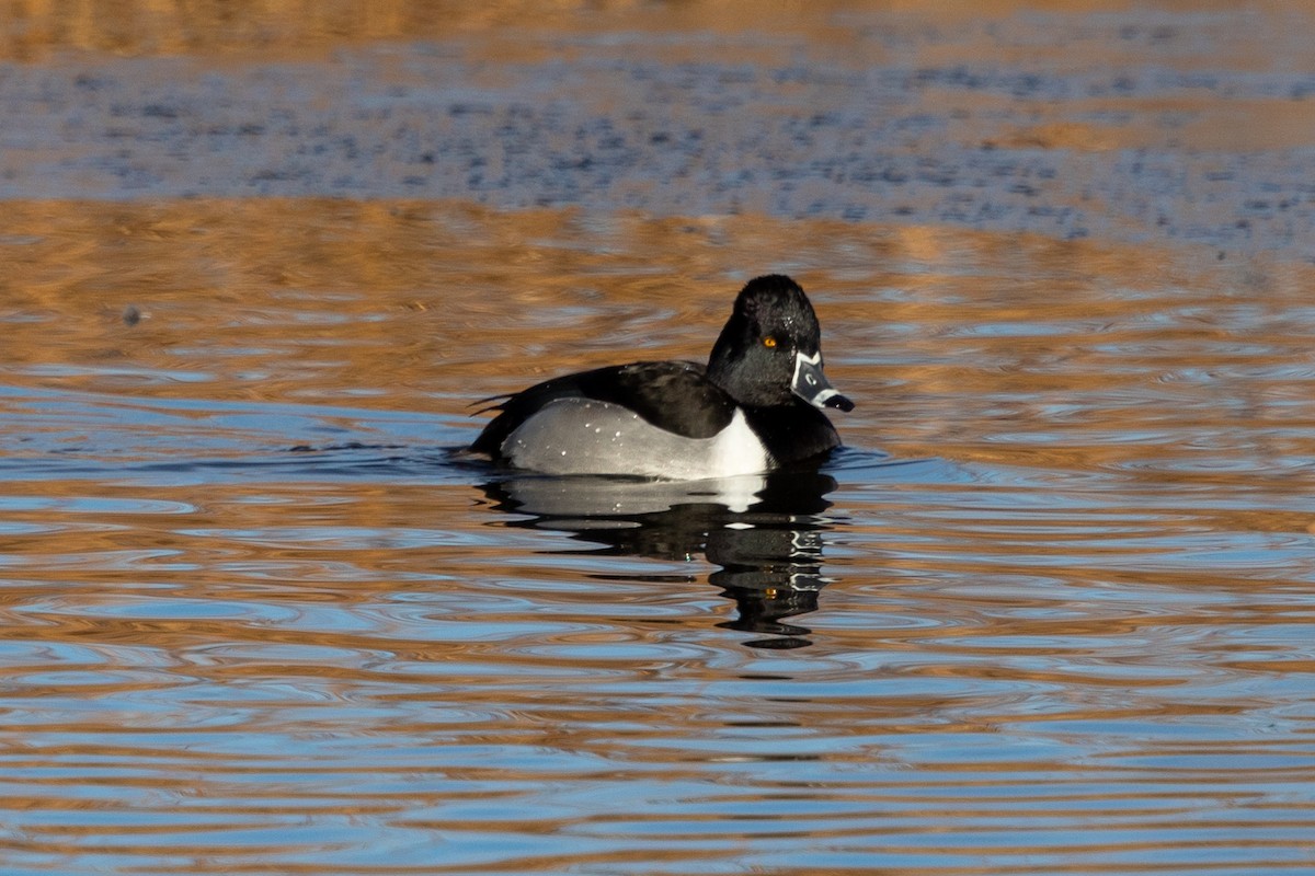 Ring-necked Duck - Kevin Smith