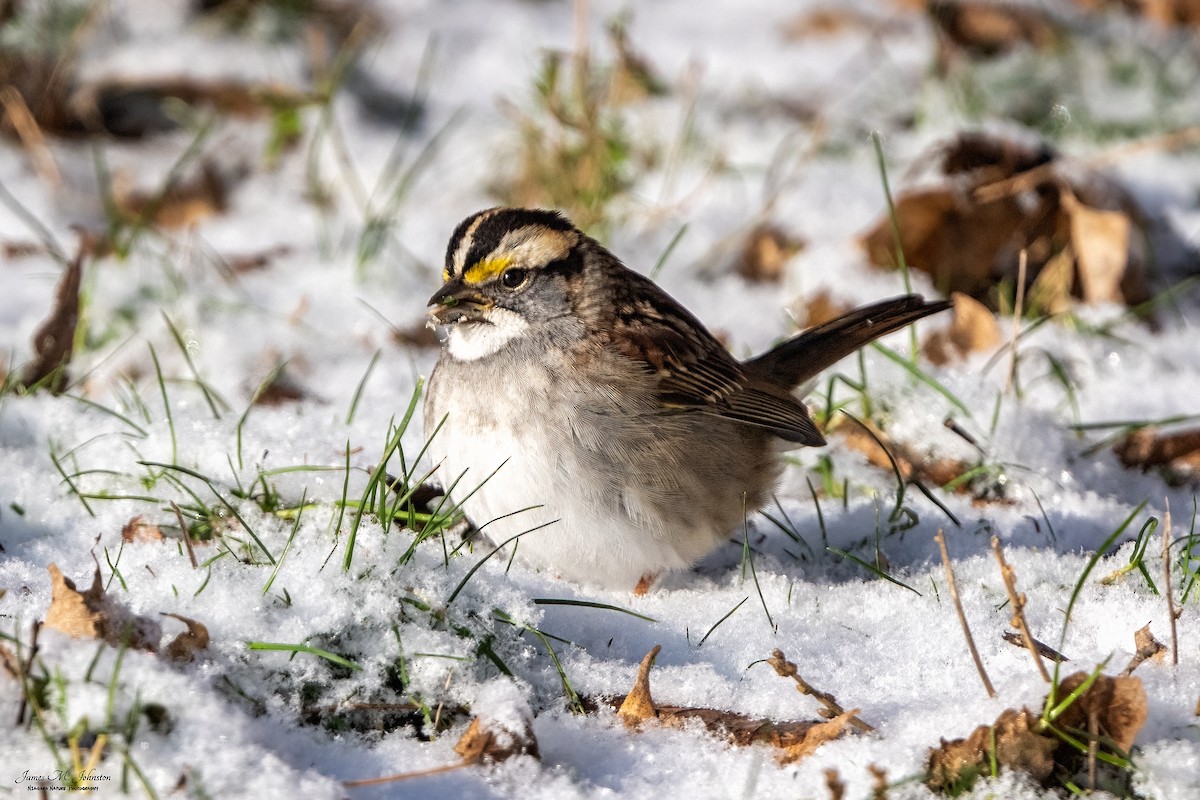 White-throated Sparrow - ML405374871