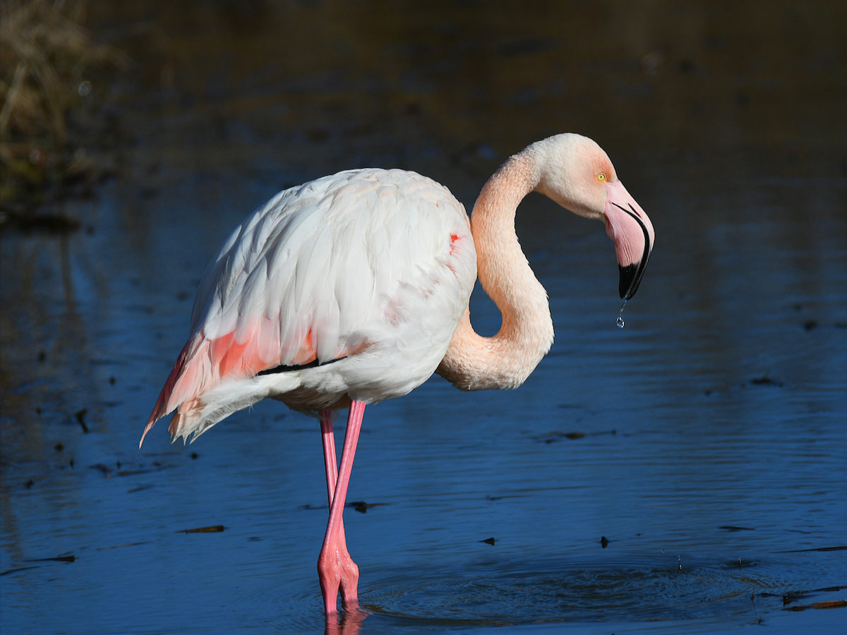Greater Flamingo - Claudio Danesi