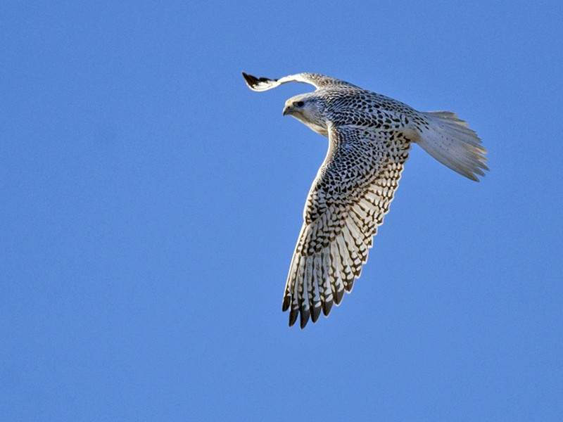 Gyrfalcon - eBird