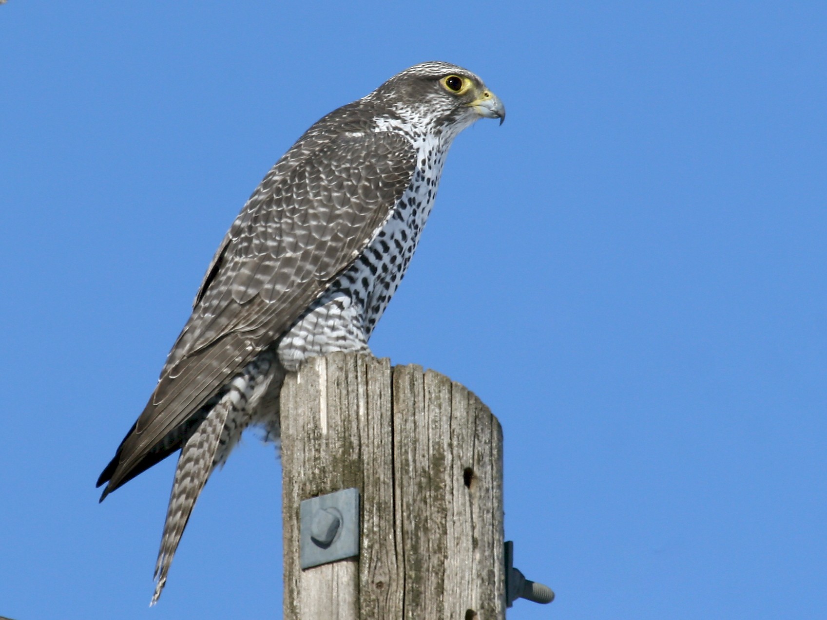 Gyrfalcon - Michael Woodruff