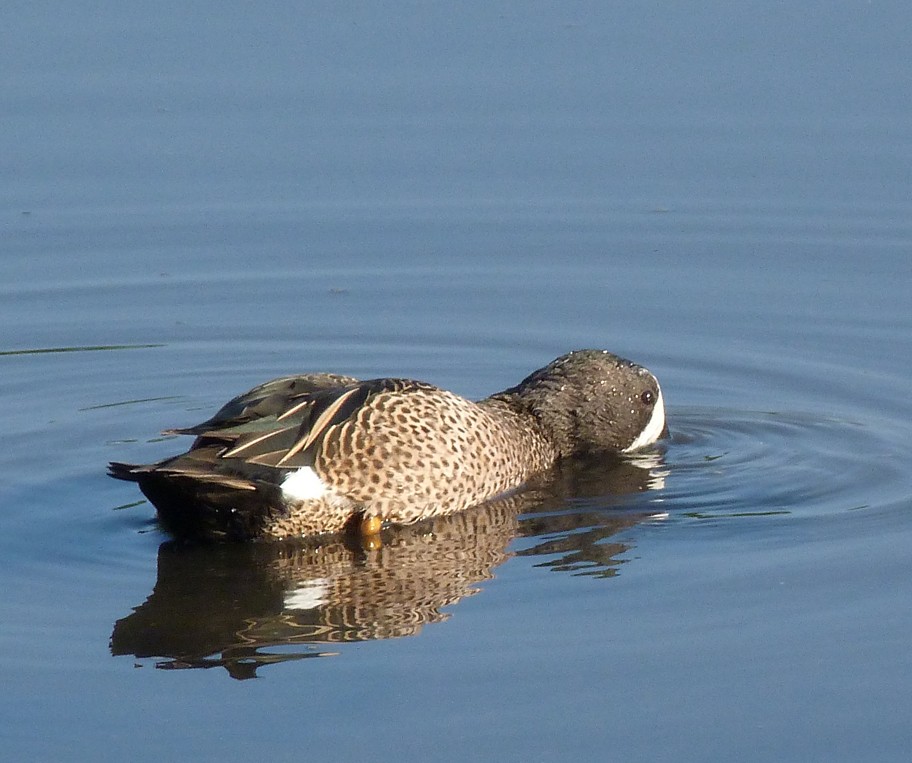 Blue-winged Teal - ML405377981