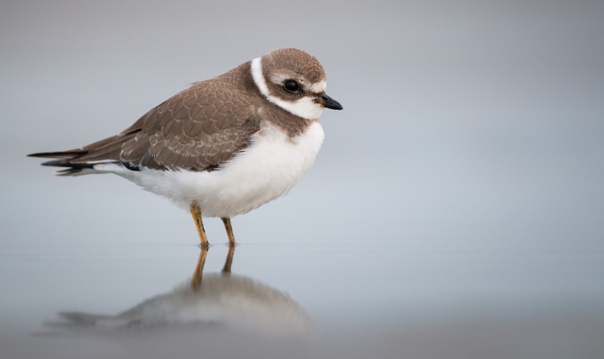 Semipalmated Plover - ML40538451