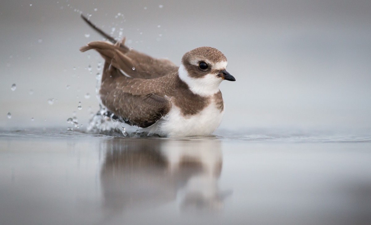 Semipalmated Plover - ML40538461