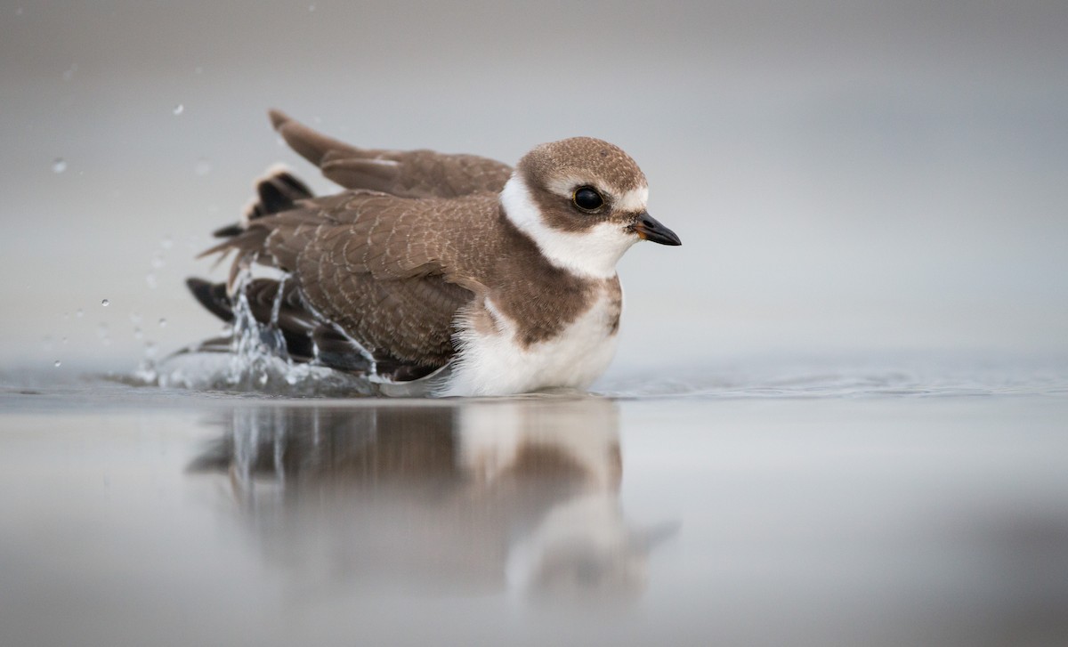 Semipalmated Plover - ML40538481