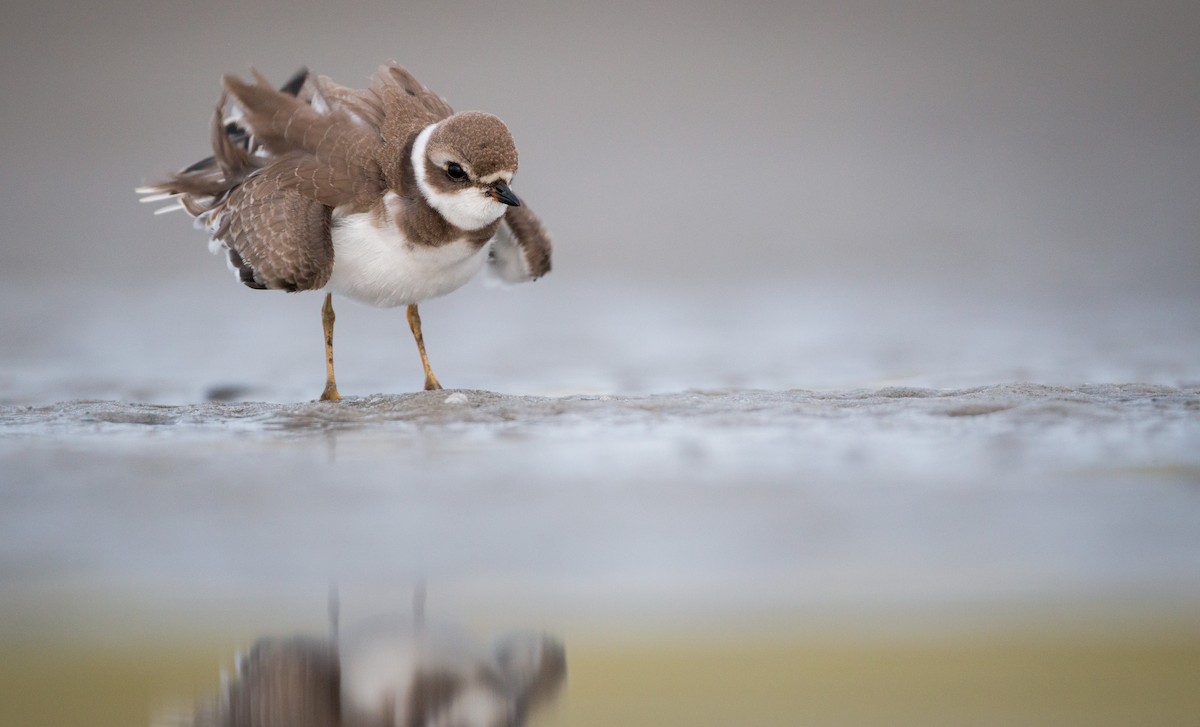 Semipalmated Plover - ML40538491